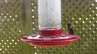 Humming Bird Visits 2019 0309