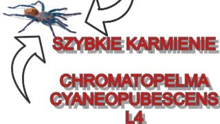 Szybkie karmienie Chromatopelma Cyaneopubescens L4 |feeding #2|