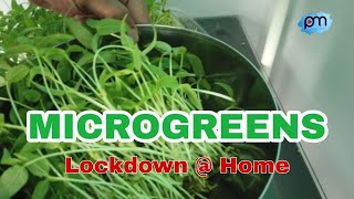 Microgreens at Home | lockdown recipes | Microgreen Recipes | മൈക്രോ ഗ്രീൻസ് |മണ്ണില്ലാതെ ഇല കറികൾ