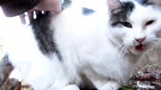 [野良猫]ちょっと遠いけどモフらせてくれるキジ白猫が可愛すぎる！[straycat]The cat that makes you fluff is cute!