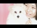 子犬を迎えました🐶韓国とは少し違うペットショップに驚き💕