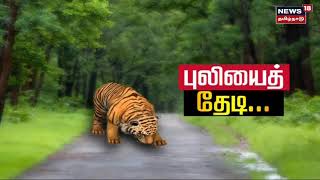 Masinagudi Puli | 11வது நாளாக புலியை தேடும் பணி தீவிரம்