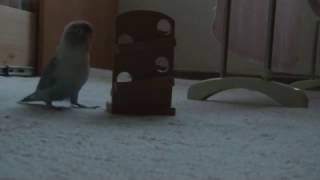 7歳　ビー玉落としで遊ぶ　ボタンインコのピーちゃん　lovebird