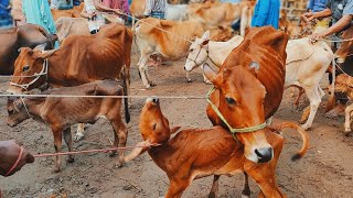 @আজ ২২ মে ২৪ | ৫০ - ৮০ হাজারে বাচ্চাসহ গাভী গরুর দাম | আফতাবগঞ্জ৷ হাট | দিনাজপুর