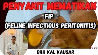 KENALI GEJALA FIP( FELINE INFECTIOUS PERITONITIS) Penyakit mematikan pada kucing