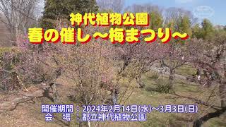 神代植物公園梅まつり