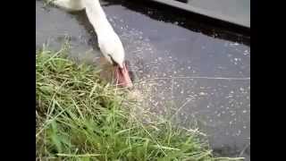 20140824-2手賀沼親水公園周辺のハクチョウ白鳥スワンSWANS