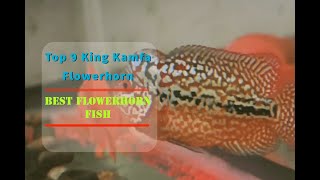 Top 9 King Kamfa Flowerhorn || 9.9 Kamfa Flowerhorn