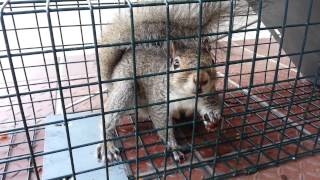 Angry Squirrel