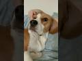 Już się przyzwyczaiłem #shots #beagle #puppy #pets #doglover #funny #h #cute #shorts