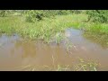 wild rice oryza species north queensland australia