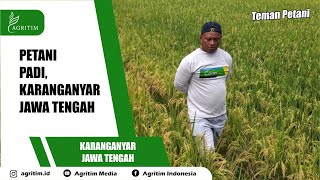 AGRITIM | PETANI PADI, KARANGANYAR JAWA TENGAH | SOLUSI TERBAIK MENGGUNAKAN CORES 300 EC.