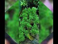 വീടിന്റെ അകത്തളങ്ങൾക്ക് മോടികൂട്ടുന്ന indoor plants collections