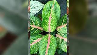 വീടിന്റെ  അകത്തളങ്ങൾക്ക്  മോടികൂട്ടുന്ന Indoor plants collections