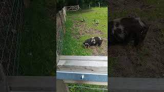 Pig on grass rass so cutties💌💯👌