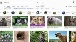 Google Image Search.webm