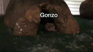 Leopard gecko sleeping with one eye open