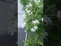 bloomed thin jasmine flower எங்கள் வீட்டில் பூத்து குலுங்கும் சந்தன முல்லை பூக்கள்