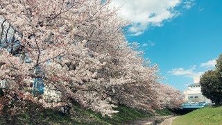 江川せせらぎ緑道の桜｜神奈川県横浜市都筑区のお花見スポット｜Egawa Seseragi Boardwalk Cherry Blossoms｜Yokohama-city kanagawa Japan