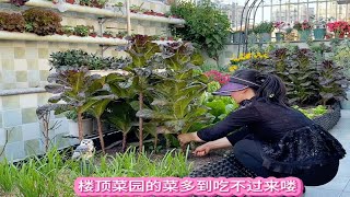 春季一升温 楼顶菜园的各种蔬菜就疯长 根本吃不过来