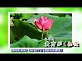 a08 76 愛のフィナーレ 菅原洋一