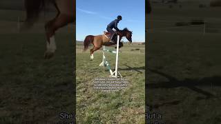 She had no idea what was coming ❤️ #horse #equestrian #horses #riding #shorts #viral #trending