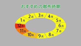 カソロンの使い方