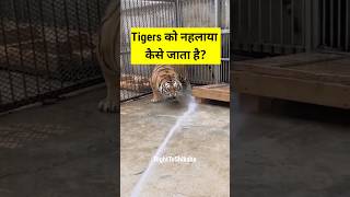 चिड़ियाघर में tigers को नहलाया कैसे जाता है? By Right to Shiksha