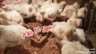 معلقتين يوميا علاج لكل الامراض 🐔🐔