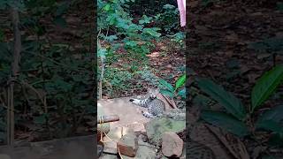 നീ കുറച്ച് കറുത്തപോലെ ഉണ്ടല്ലോ #cat#shortvideo