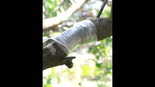 Bridge grafting method #grafting #plants