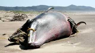 Exploding whales - sinking a fishy fossil theory