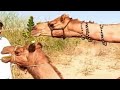 New Episode Camel Meet up time attack jump |Camel by Thar |Camel love Meet up|#AnimalShorts