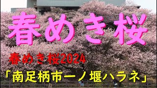 春めき桜2024「南足柄市一ノ堰ハラネ」