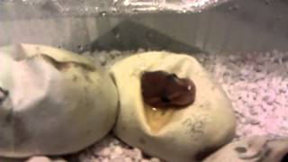 Quick vid: crystal ball python in egg!