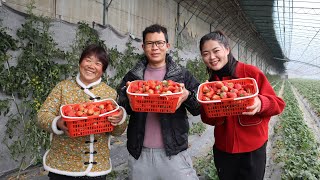 小喬拉著老媽去摘草莓，老媽細心摘一大筐，說要帶回去給老爸吃