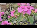 100 thai variety bougainville most rare variety bougainville i d online sell bougainvillea care