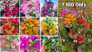 100+ Thai Variety Bougainville | Most Rare Variety Bougainville I'd Online Sell | Bougainvillea Care