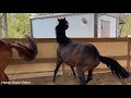 thoroughbred horse breed successful horse breed tyt equestrian