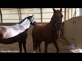 Thoroughbred Horse Breed, Successful Horse Breed, Tyt, Equestrian
