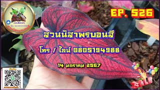 🎀 สวนนิสาพรบอนสี EP. 526 🎀 บอนสีสวยๆ ราคาแบ่งปัน 14 ม.ค. 68 โทร / ไลน์ 0805194988