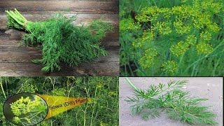 सोया की खेती | सोआ की ऑर्गेनिक खेती कैसे करें | Soya Farming | How To Plant Dill | Suaa ki Fasal