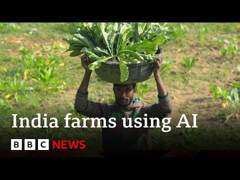 Artificial intelligence comes to farming in India BBC News