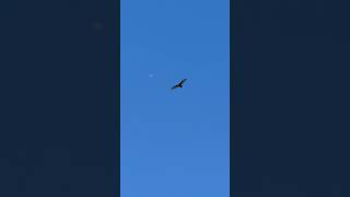 January 18, 2025 turkey vulture circling above #birdspecies #birdenthusiast #wildlife #TurkeyVulture