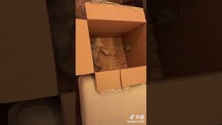 看你猫爷爷咋收拾你个死耗子！猫和老鼠！🐭🐱历史总是那么相似！