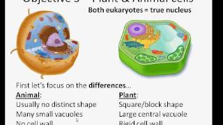 Marchand Biology - Cell Biology (1 of 2)