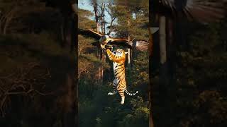 Eagle unbelievable catching a tiger . Best funny vadio 💥😲