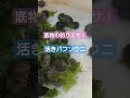 ＃shorts底物 本石 口白 銀ワサ イシガキ 石鯛の釣りエサ！活きバフンウニ！ short