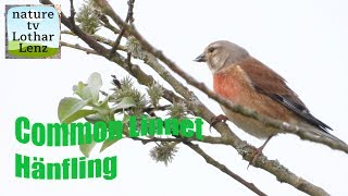 Common Linnet. Hänfling