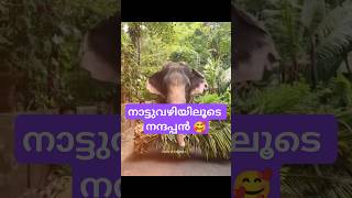 നാട്ടുവഴിലൂടെ 🌾#fypシ゚ #fyp #viralvideo #video #viralshort #viralvideos #trending #elephant #love #fy